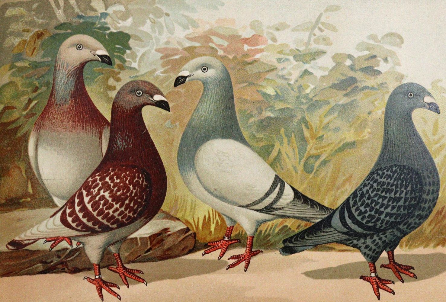 Große Abbildung Nr.3: 142-2050 Sammlung: (Zoologie, Vögel, Tauben)