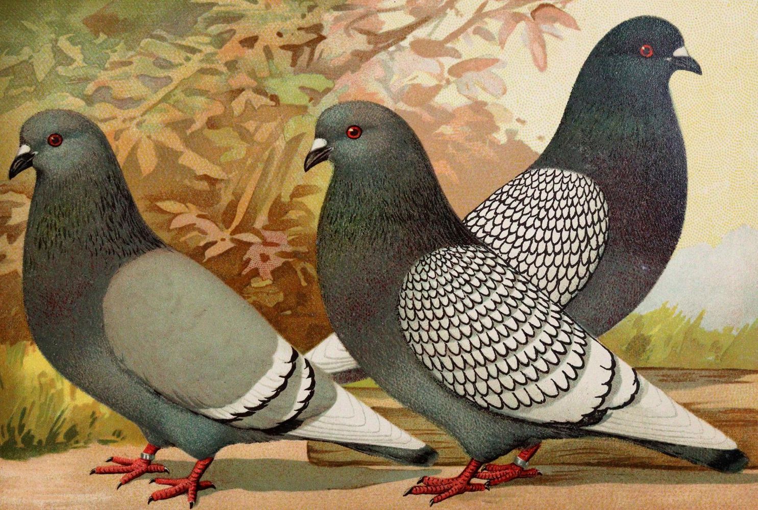 Große Abbildung Nr.4: 142-2050 Sammlung: (Zoologie, Vögel, Tauben)