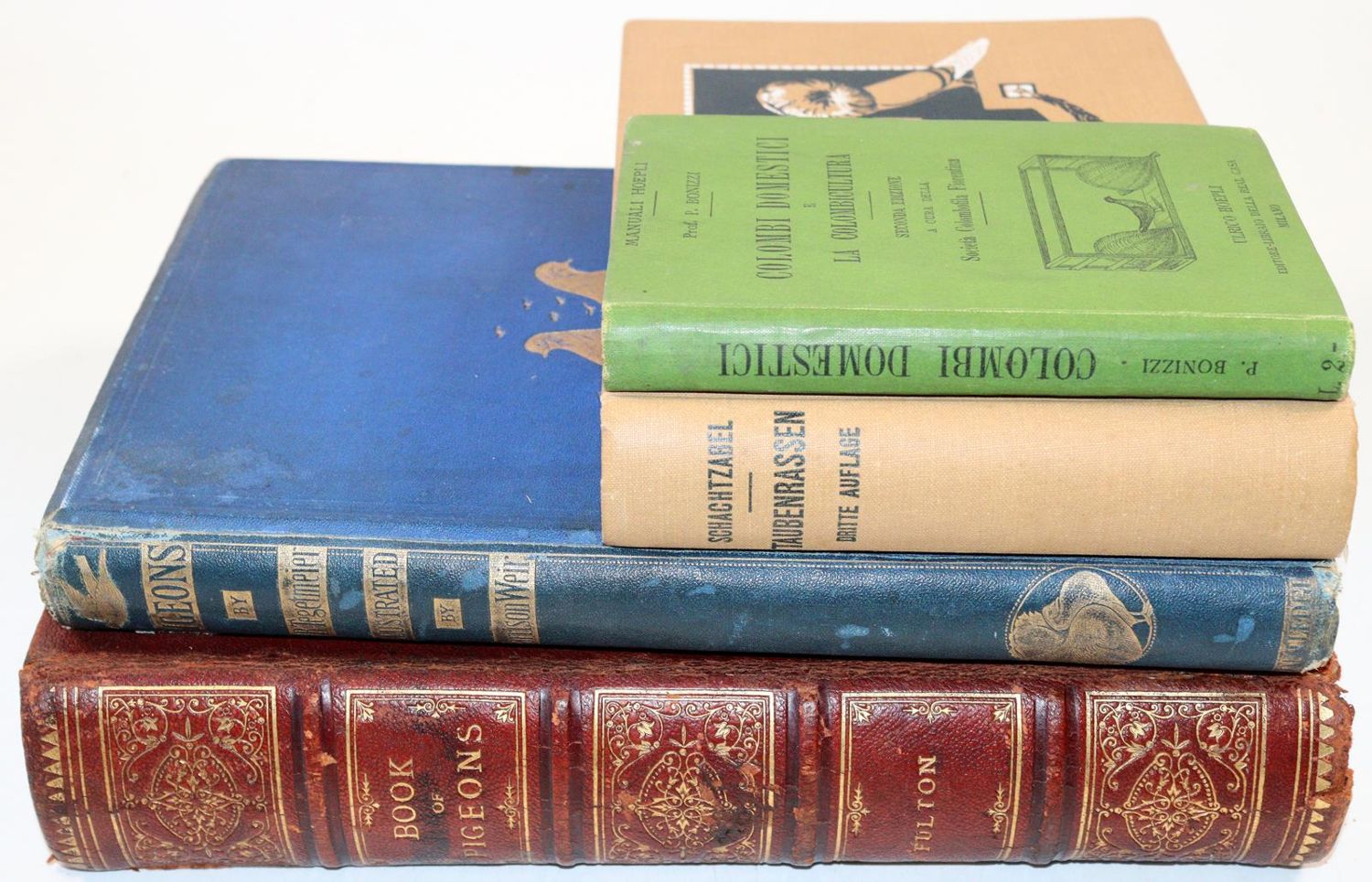 Große Abbildung Nr.6: 142-2050 Sammlung: (Zoologie, Vögel, Tauben)