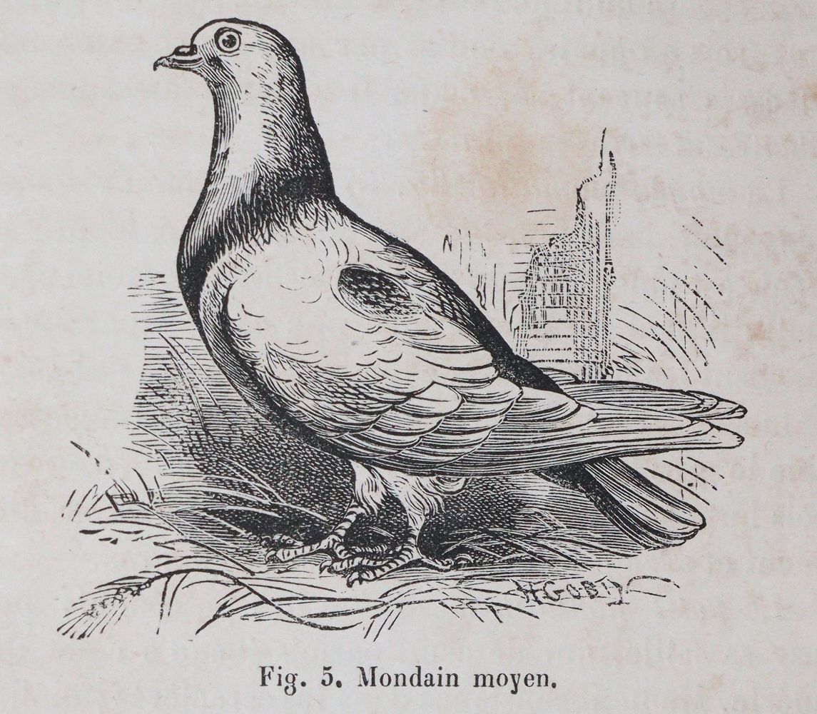 Große Abbildung Nr.2: 142-2051 Sammlung: (Zoologie, Vögel, Tauben)