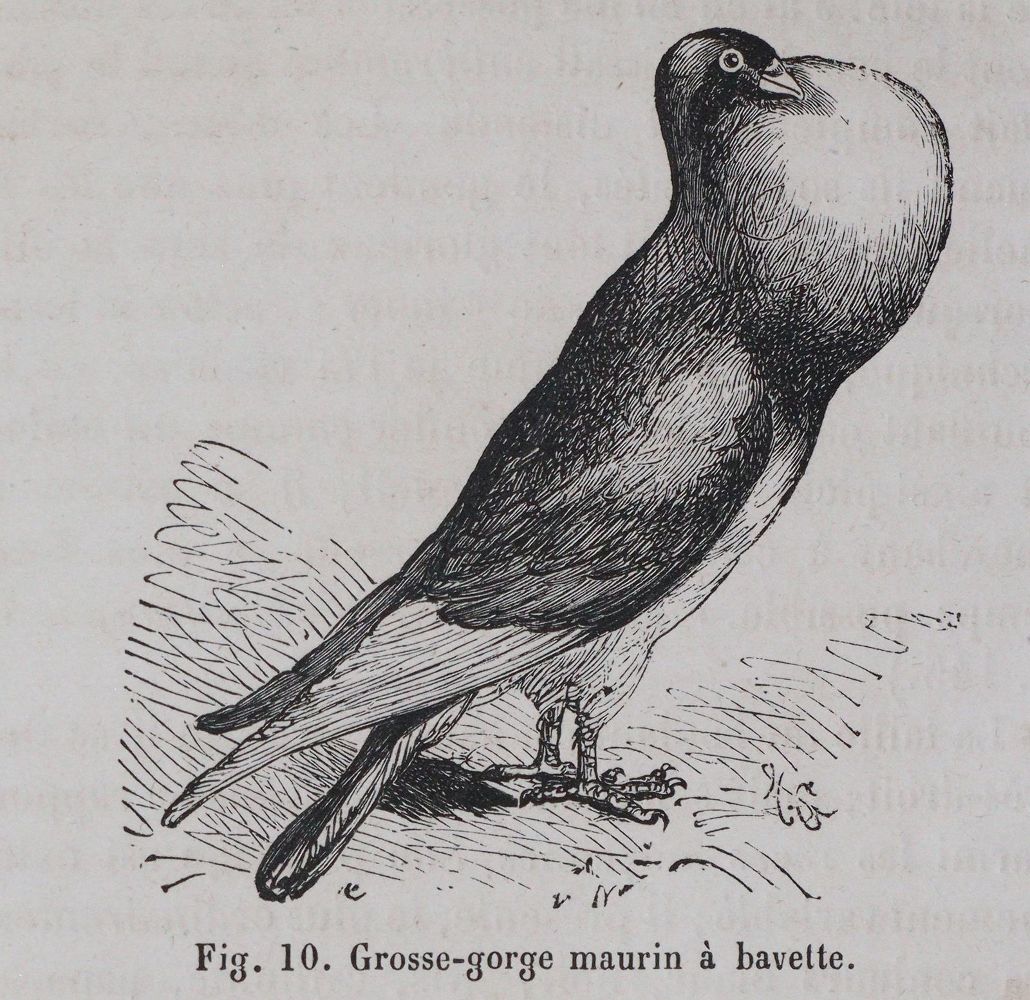 Große Abbildung Nr.3: 142-2051 Sammlung: (Zoologie, Vögel, Tauben)