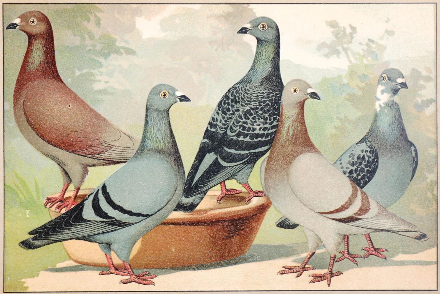 Große Abbildung Nr.1: 142-2053 Schachtzabel,E.: (Zoologie, Vögel, Tauben)