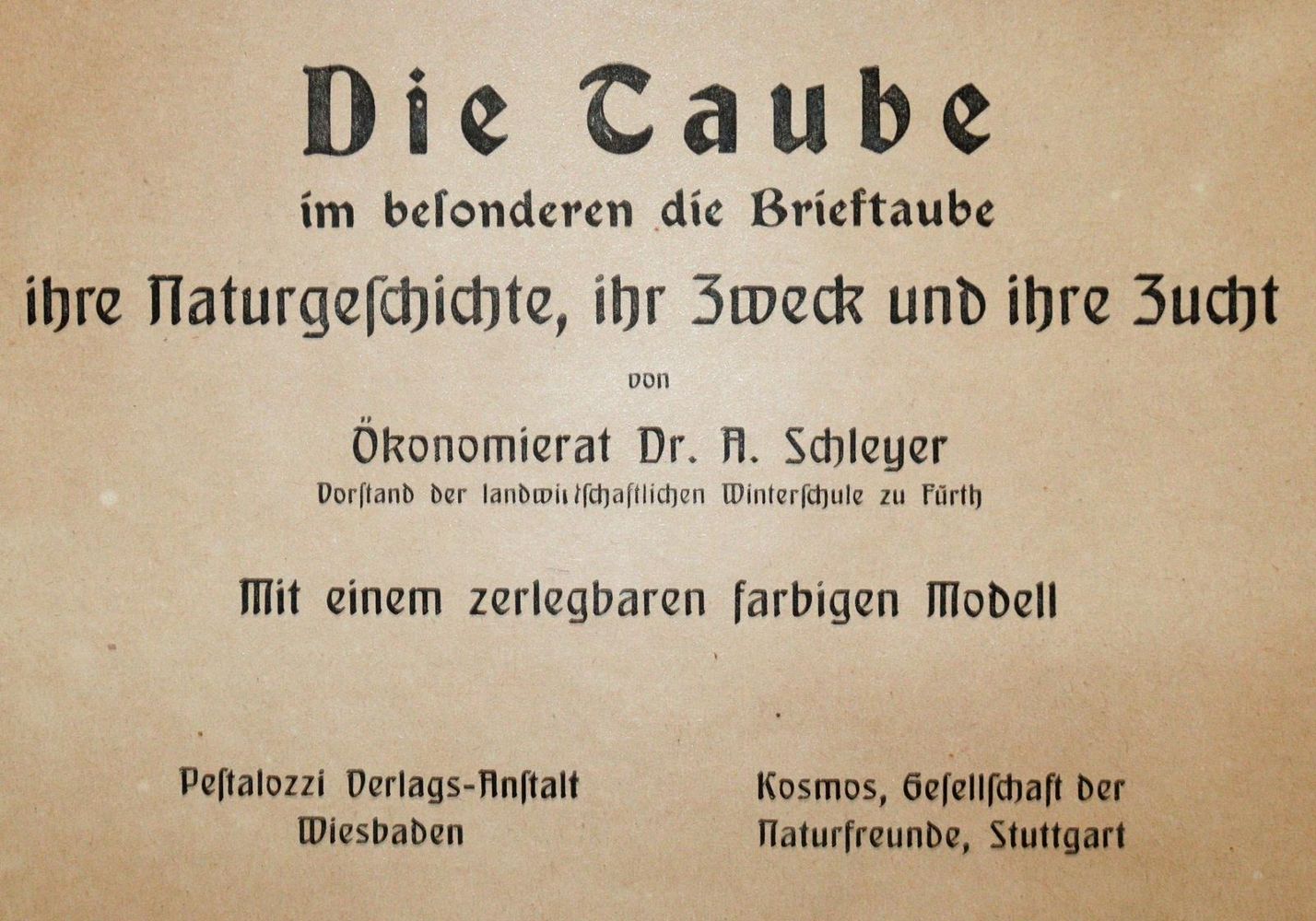 Große Abbildung Nr.1: 142-2055 Schleyer,A.: (Zoologie, Vögel, Tauben)