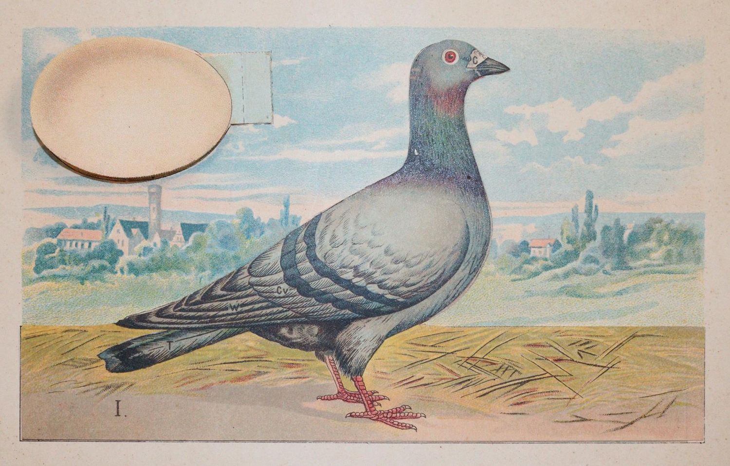 Große Abbildung Nr.2: 142-2055 Schleyer,A.: (Zoologie, Vögel, Tauben)