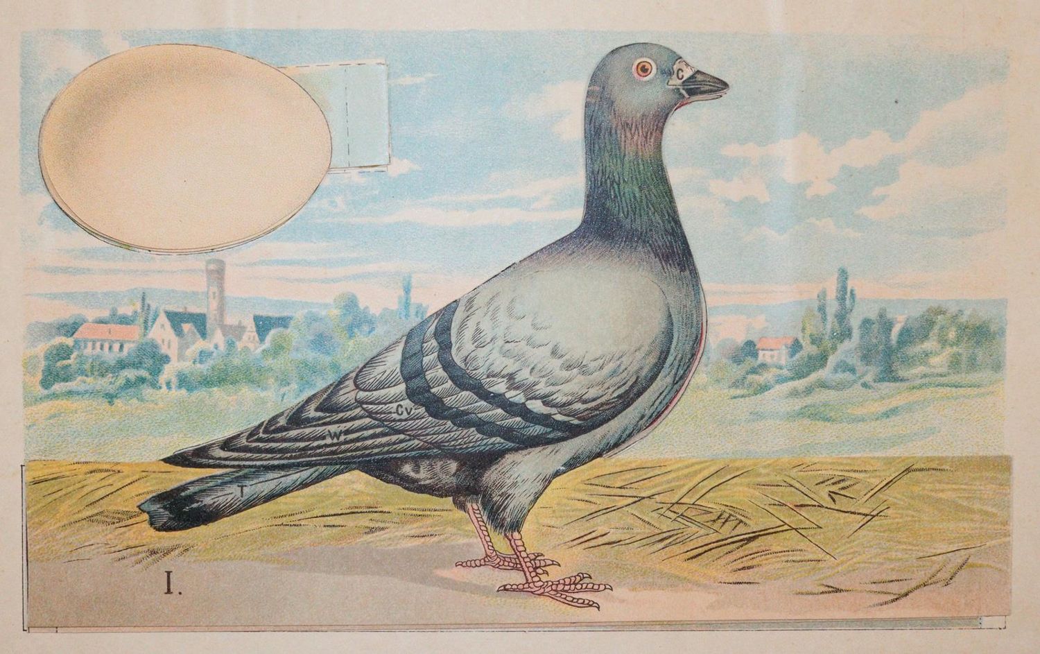 Große Abbildung Nr.2: 142-2056 Schleyer,A.: (Zoologie, Vögel, Tauben)