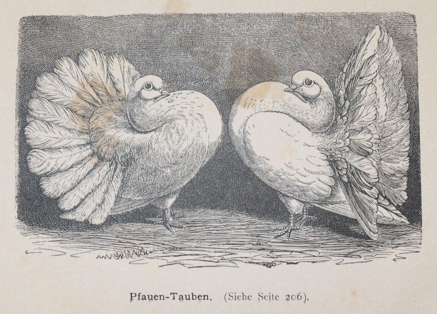 Große Abbildung Nr.2: 142-2057 Schmidt,C.G.: (Zoologie, Vögel, Tauben)