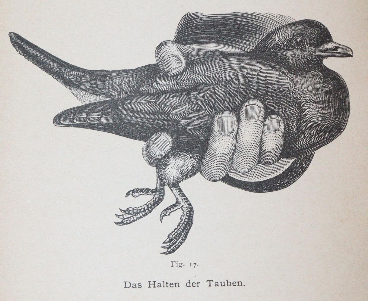 Große Abbildung Nr.3: 142-2057 Schmidt,C.G.: (Zoologie, Vögel, Tauben)