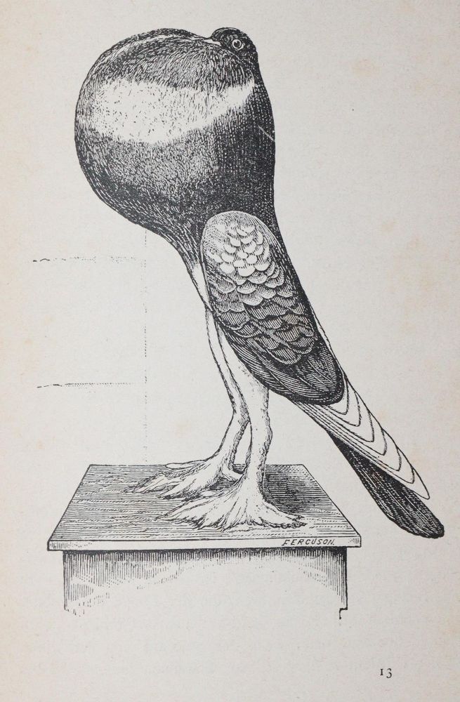 Große Abbildung Nr.4: 142-2057 Schmidt,C.G.: (Zoologie, Vögel, Tauben)
