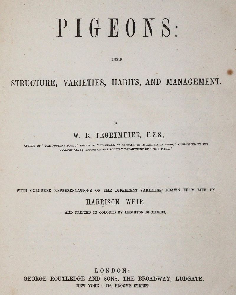 Große Abbildung Nr.1: 142-2059 Tegetmeier,W.B.: (Zoologie, Vögel, Tauben)