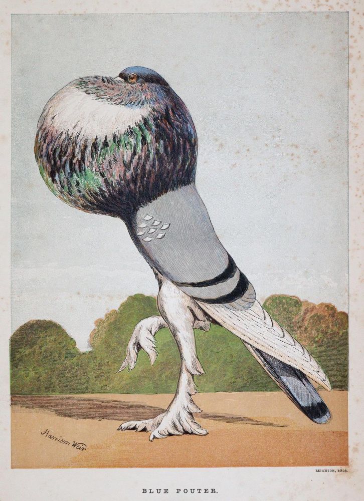Große Abbildung Nr.2: 142-2059 Tegetmeier,W.B.: (Zoologie, Vögel, Tauben)