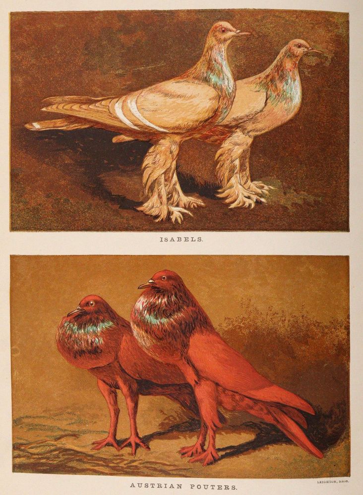 Große Abbildung Nr.3: 142-2059 Tegetmeier,W.B.: (Zoologie, Vögel, Tauben)