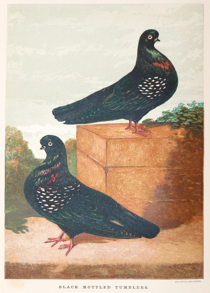 Große Abbildung Nr.1: 142-2060 Tegetmeier,W.B.: (Zoologie, Vögel, Tauben)
