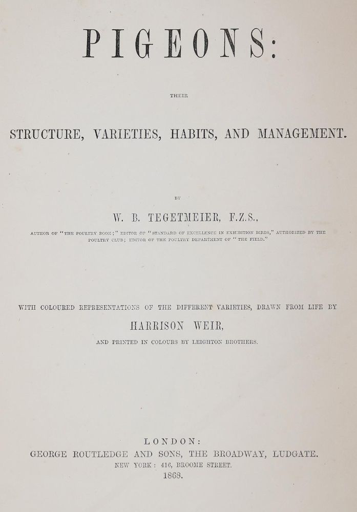 Große Abbildung Nr.2: 142-2060 Tegetmeier,W.B.: (Zoologie, Vögel, Tauben)
