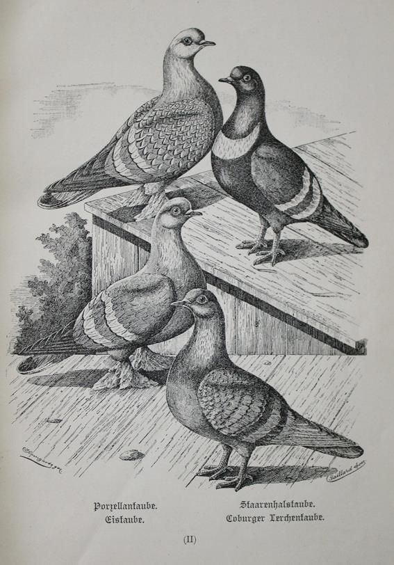 Große Abbildung Nr.1: 142-2061 Treitschke,F.: (Zoologie, Vögel, Tauben)