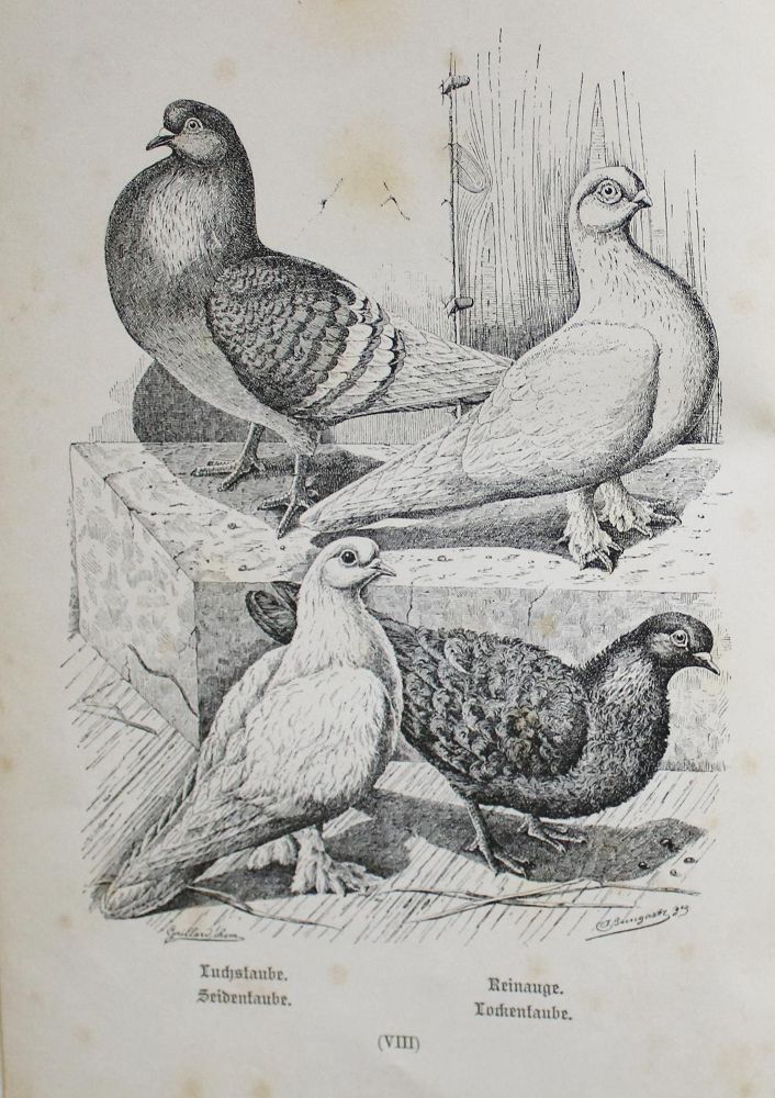 Große Abbildung Nr.2: 142-2061 Treitschke,F.: (Zoologie, Vögel, Tauben)