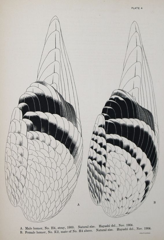 Große Abbildung Nr.1: 142-2062 Whithman,Ch.O.: (Zoologie, Vögel, Tauben)