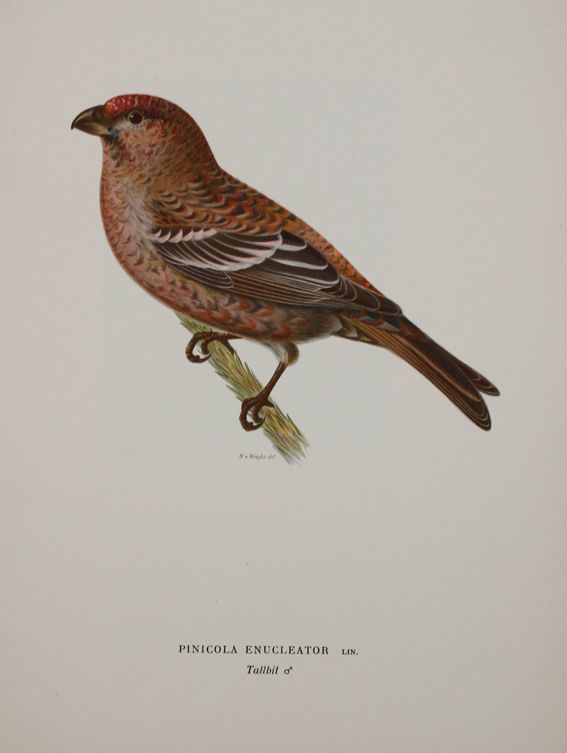 Große Abbildung Nr.1: 142-2063 Wright,M.W. u. F.: (Zoologie, Vögel)