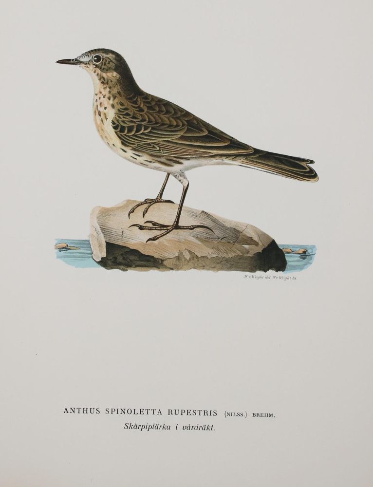 Große Abbildung Nr.2: 142-2063 Wright,M.W. u. F.: (Zoologie, Vögel)