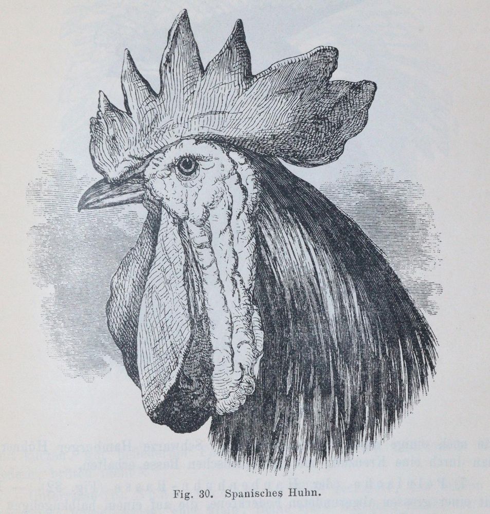Große Abbildung Nr.1: 142-2093 Darwin,C.: (Verschiedene Gebiete - Varia)