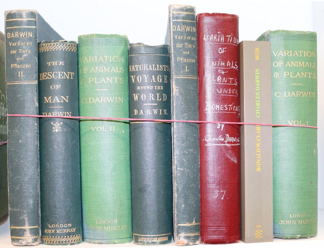 Große Abbildung Nr.2: 142-2093 Darwin,C.: (Verschiedene Gebiete - Varia)