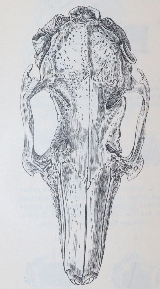 Große Abbildung Nr.4: 142-2093 Darwin,C.: (Verschiedene Gebiete - Varia)