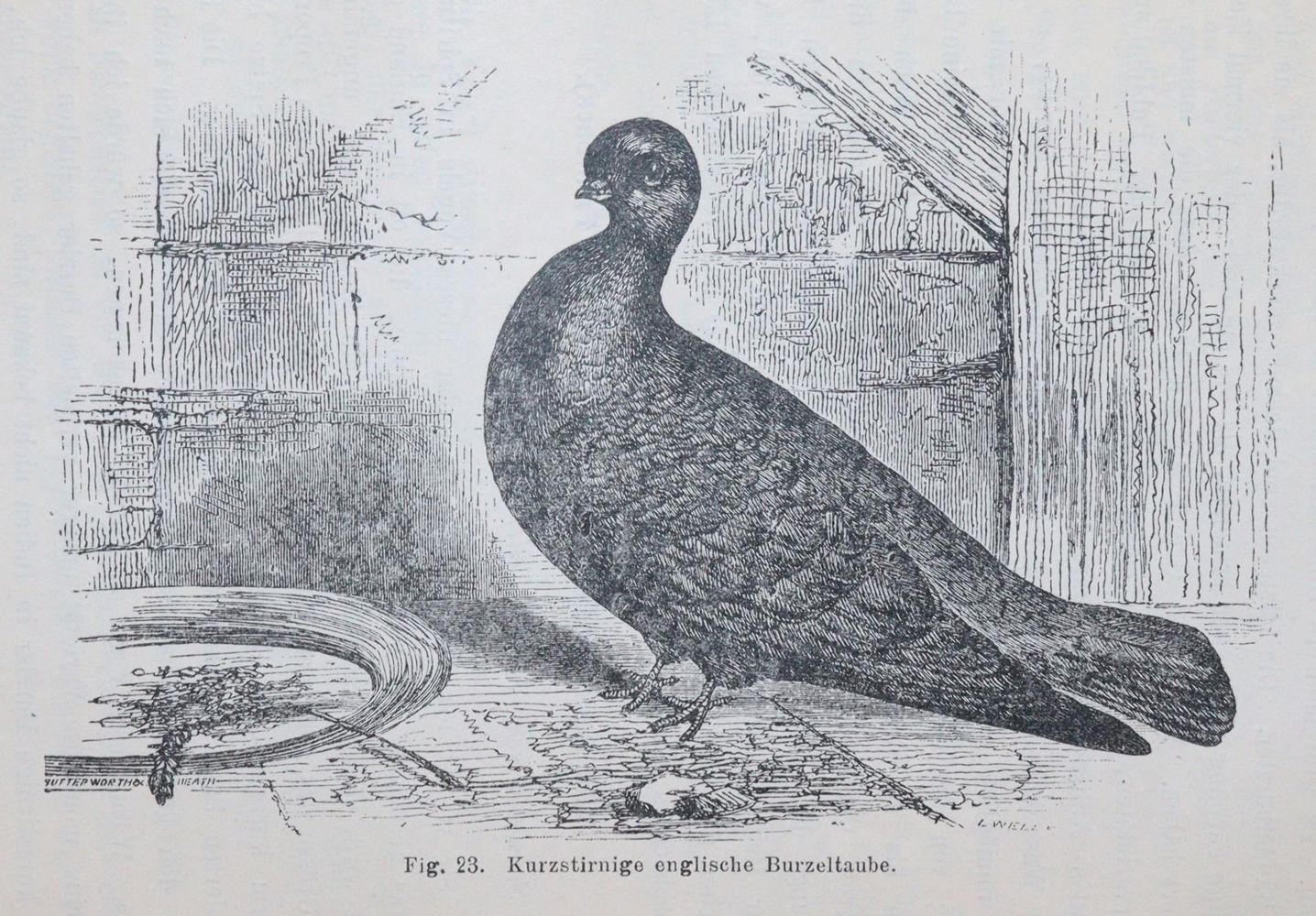 Große Abbildung Nr.5: 142-2093 Darwin,C.: (Verschiedene Gebiete - Varia)