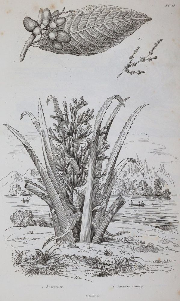 Große Abbildung Nr.2: 142-2106 (Guerin,F.E.: (Verschiedene Gebiete - Varia)