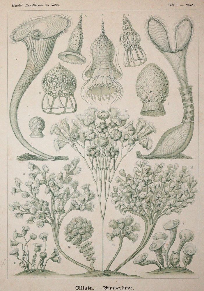 Große Abbildung Nr.2: 142-2108 Haeckel,E.: (Verschiedene Gebiete - Varia)