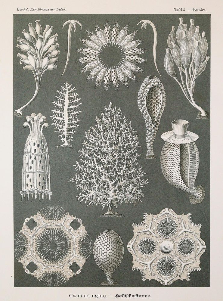 Große Abbildung Nr.3: 142-2108 Haeckel,E.: (Verschiedene Gebiete - Varia)