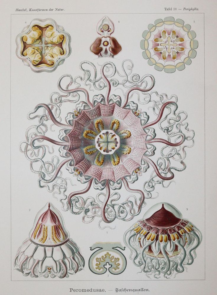 Große Abbildung Nr.4: 142-2108 Haeckel,E.: (Verschiedene Gebiete - Varia)