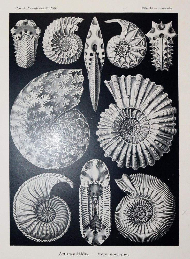 Große Abbildung Nr.5: 142-2108 Haeckel,E.: (Verschiedene Gebiete - Varia)