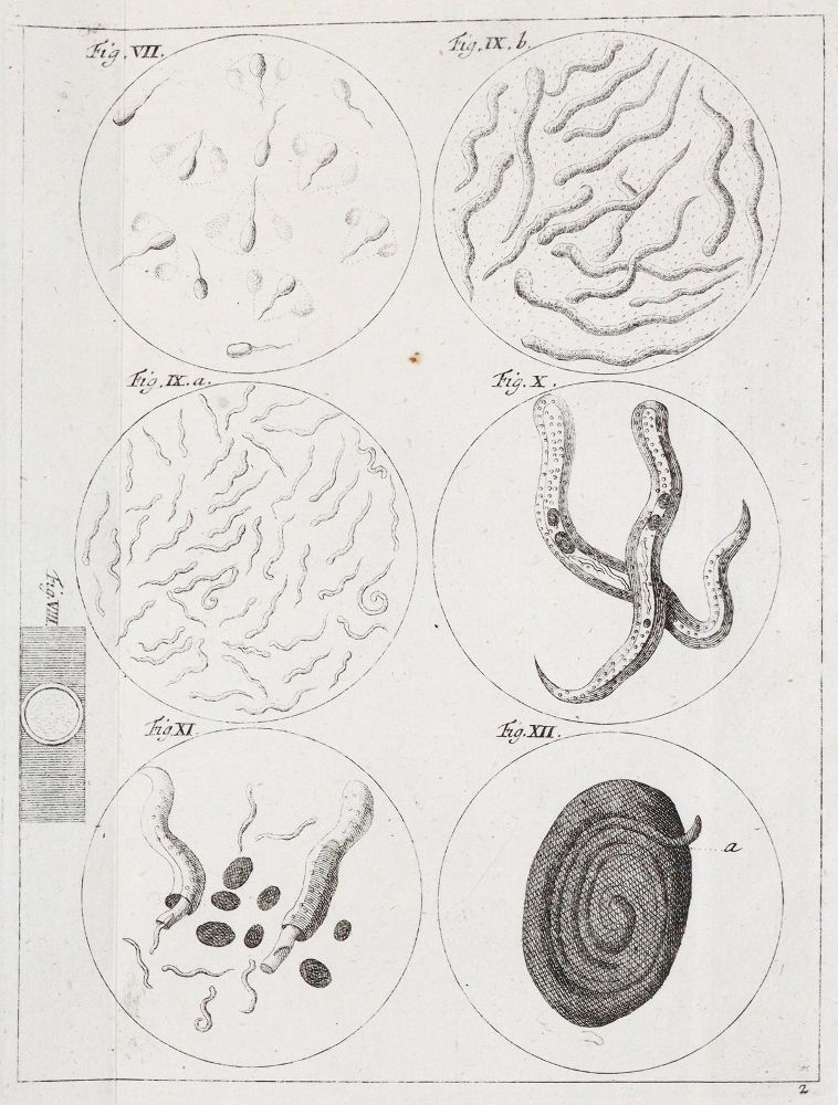 Große Abbildung Nr.1: 142-2119 Ledermüller,M.F.: (Verschiedene Gebiete - Varia)