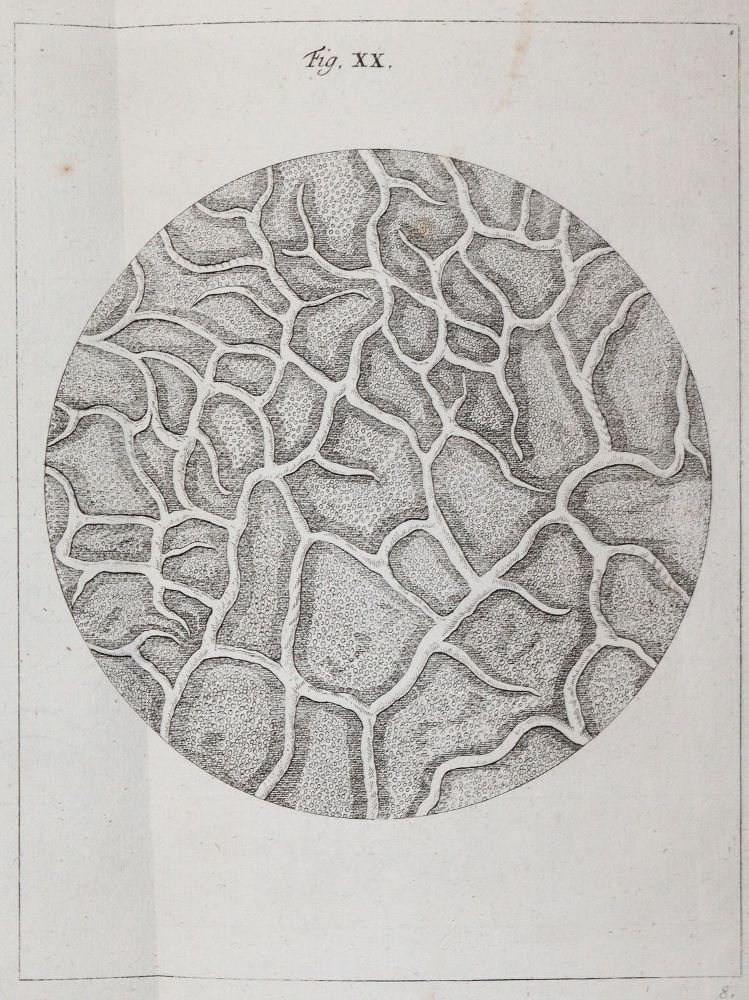 Große Abbildung Nr.21: 142-2119 Ledermüller,M.F.: (Verschiedene Gebiete - Varia)