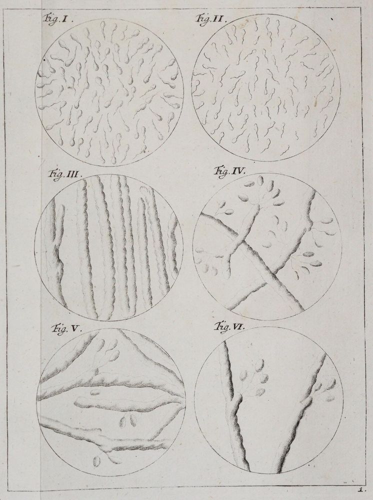 Große Abbildung Nr.24: 142-2119 Ledermüller,M.F.: (Verschiedene Gebiete - Varia)