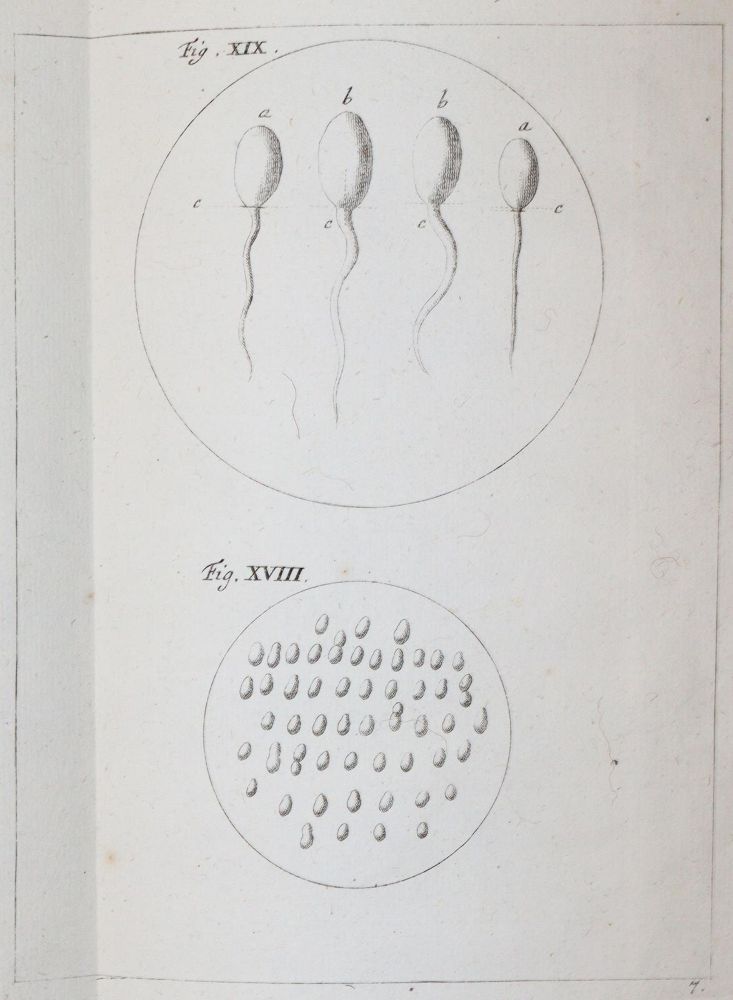 Große Abbildung Nr.29: 142-2119 Ledermüller,M.F.: (Verschiedene Gebiete - Varia)