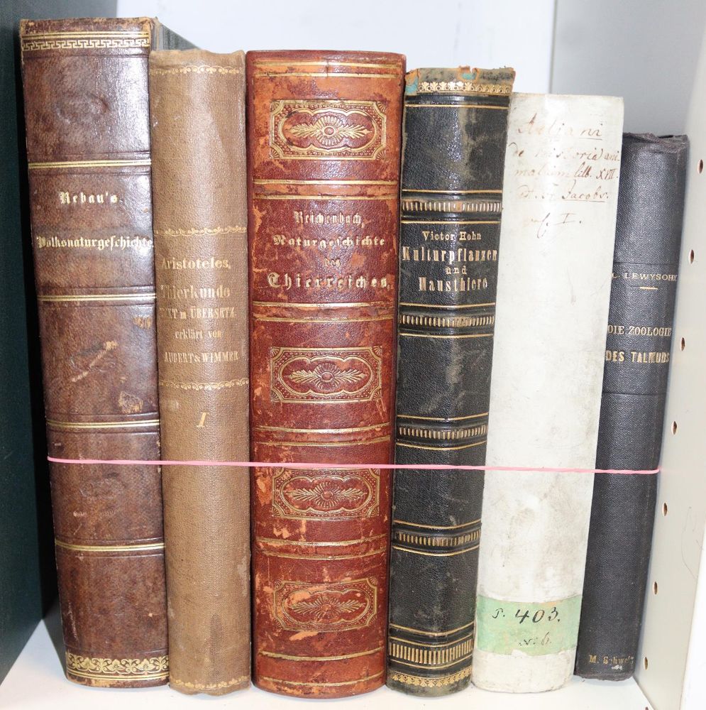 Große Abbildung Nr.2: 142-2121 Lewysohn,L.: (Verschiedene Gebiete - Varia)