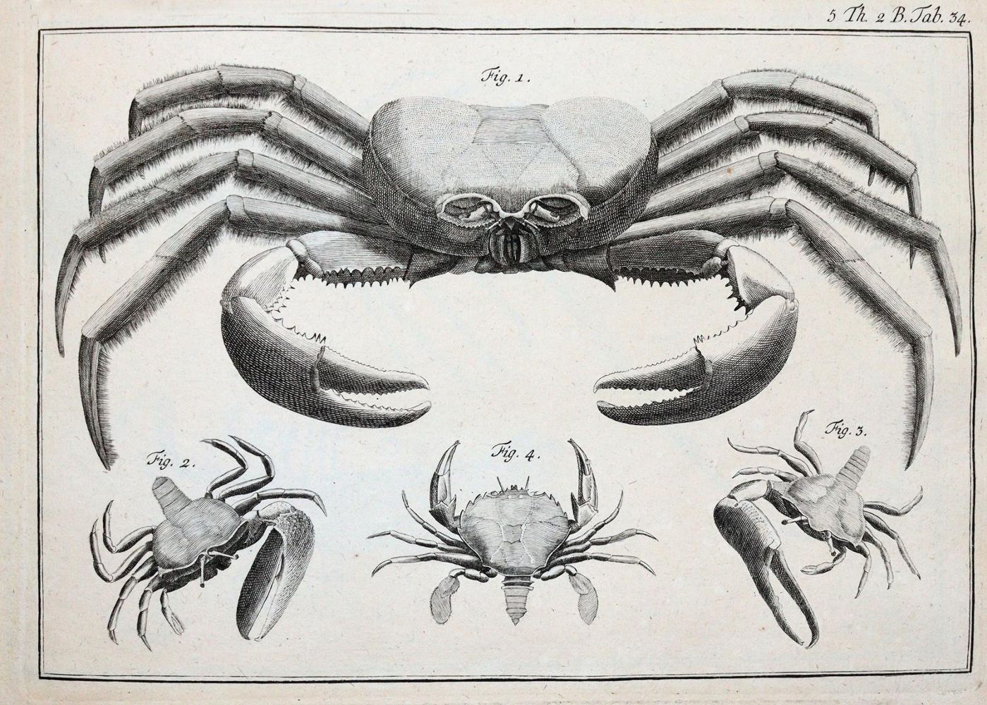 Große Abbildung Nr.4: 142-2122 (LINNE, C. VON,: (Verschiedene Gebiete - Varia)