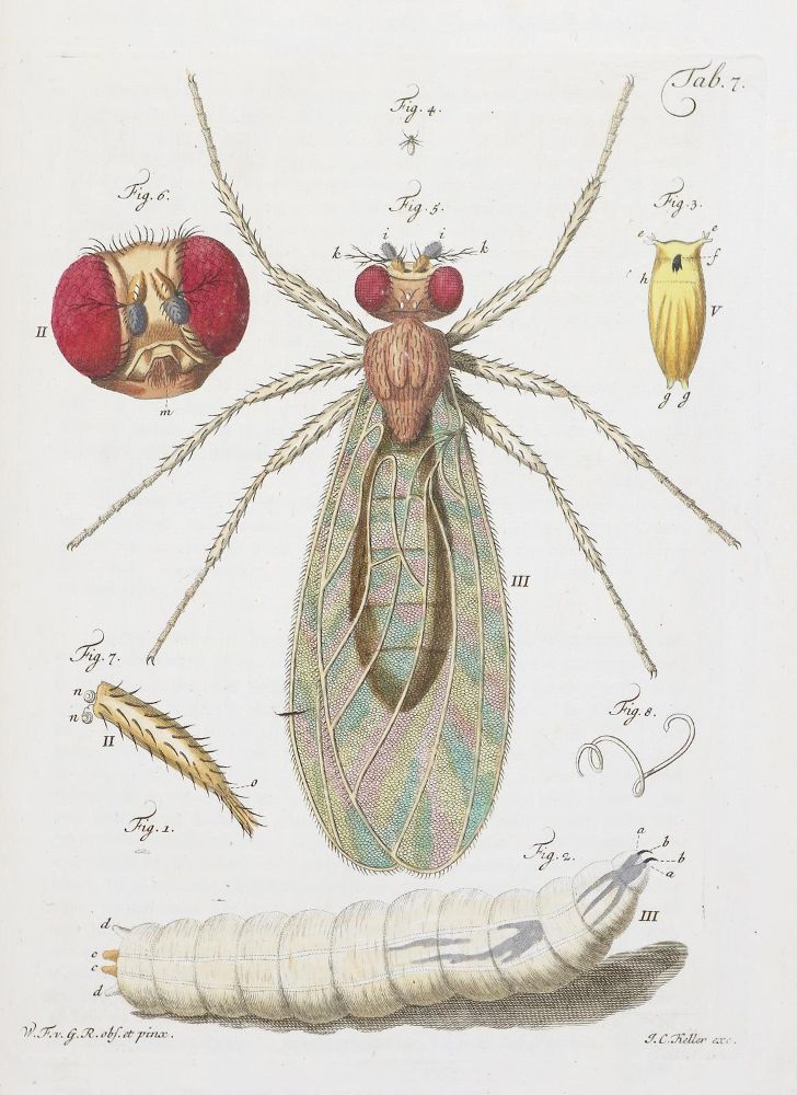Große Abbildung Nr.1: 142-2150 Gleichen-Rußwurm,W.F.v.: (Verschiedene Gebiete - Varia, Mikrokospie)
