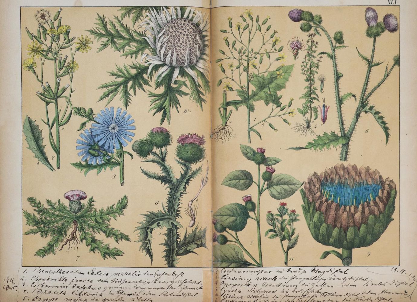 Große Abbildung Nr.1: 142-2183 Schubert, G. H. v.: (Verschiedene Gebiete - Varia)