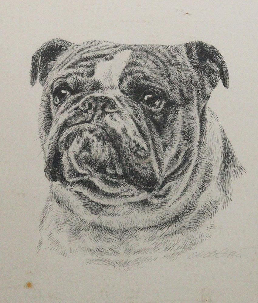 Große Abbildung Nr.21: 142-2727 Konvolut: (Varia, Mops - Bulldogge)