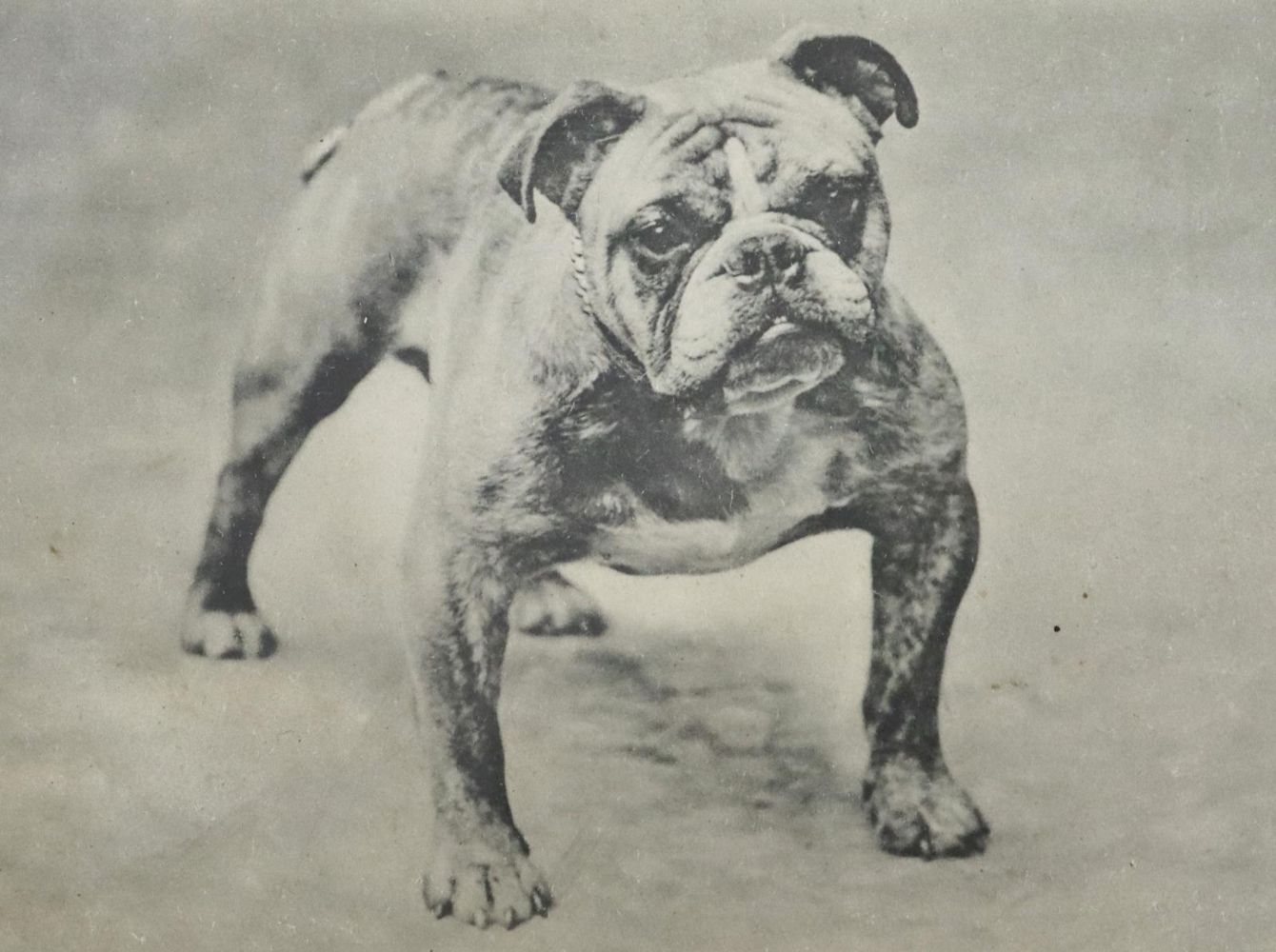 Große Abbildung Nr.3: 142-2728 Sammlung: (Varia, Mops - Bulldogge)