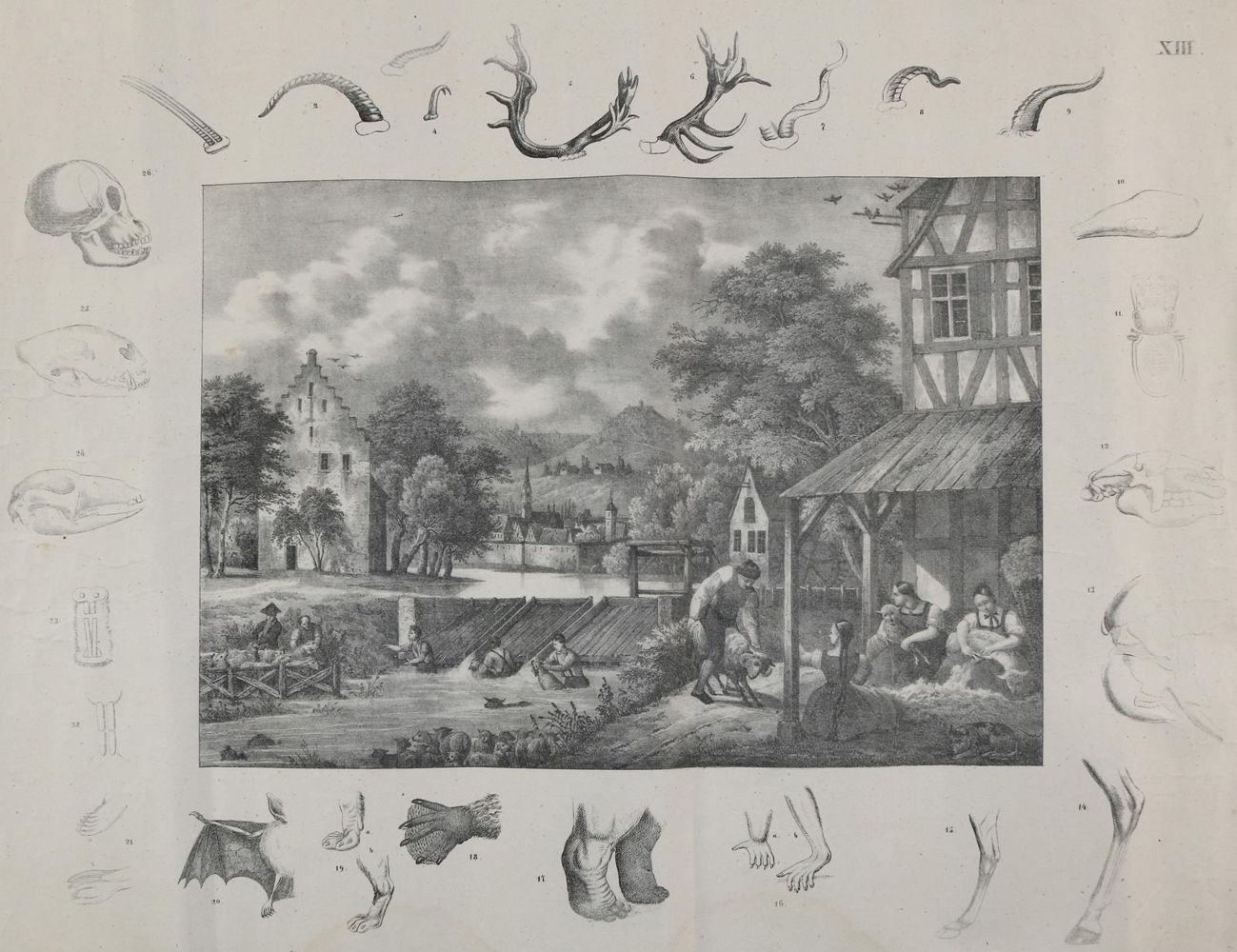 Große Abbildung Nr.1: 142-3096 Landwirtschaft.: (Varia, Anschauungsbilder)
