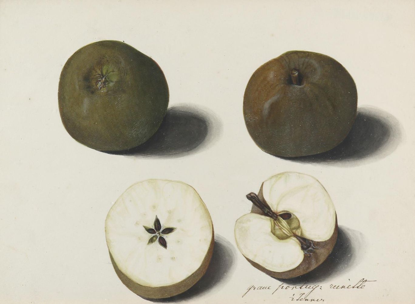Große Abbildung Nr.2: 142-3109 Blaschek,Franz.: (Varia, Botanik)