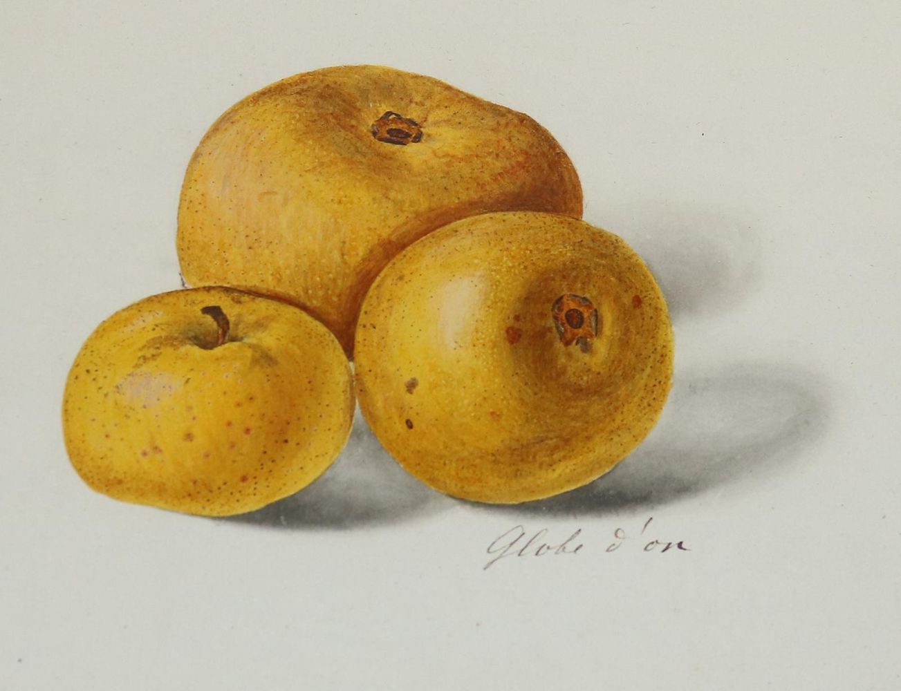 Große Abbildung Nr.9: 142-3109 Blaschek,Franz.: (Varia, Botanik)