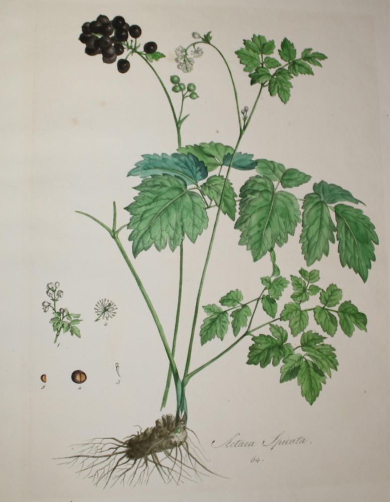 Große Abbildung Nr.3: 142-3114 Drei: (Varia, Botanik)