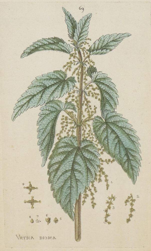 Große Abbildung Nr.3: 142-3122 Sammlung: (Varia, Botanik)