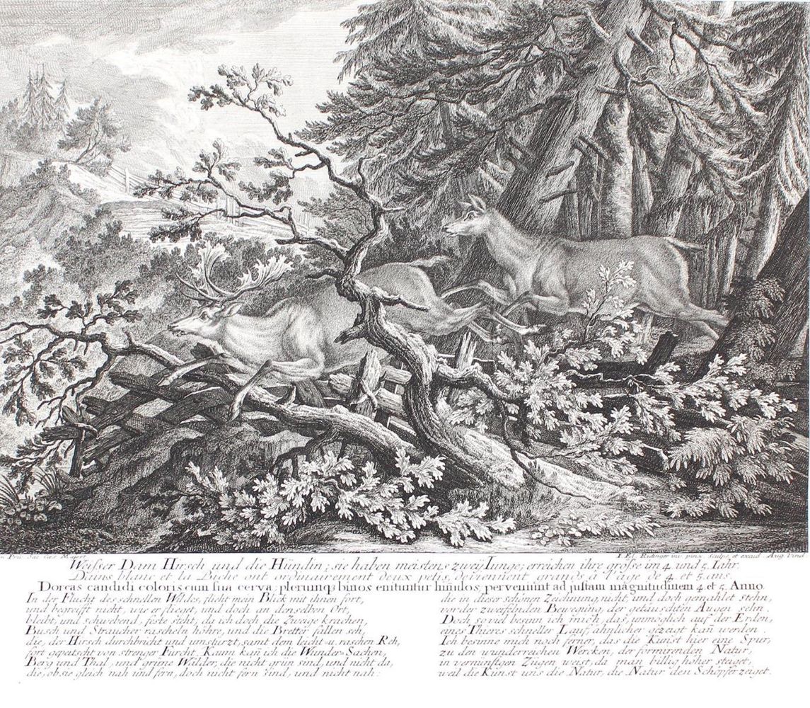 Große Abbildung Nr.1: 142-3145 Rotwild.: (Varia, Jagd, Ridinger)