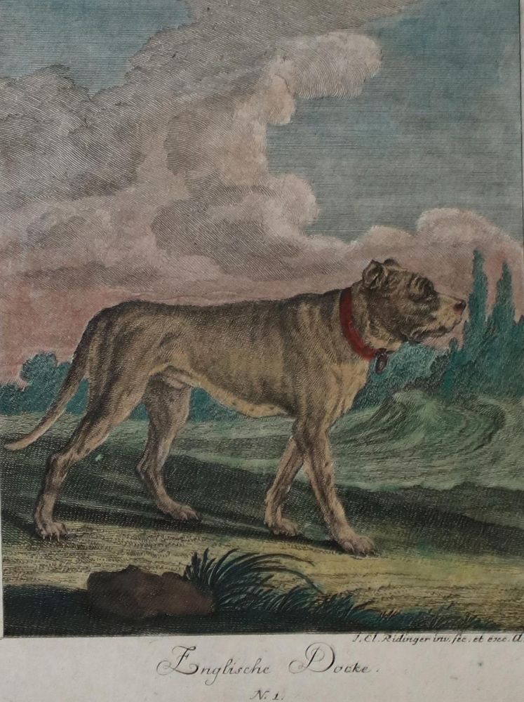 Große Abbildung Nr.1: 142-3210 Ridinger.: (Varia, Zoologie, Hunde)