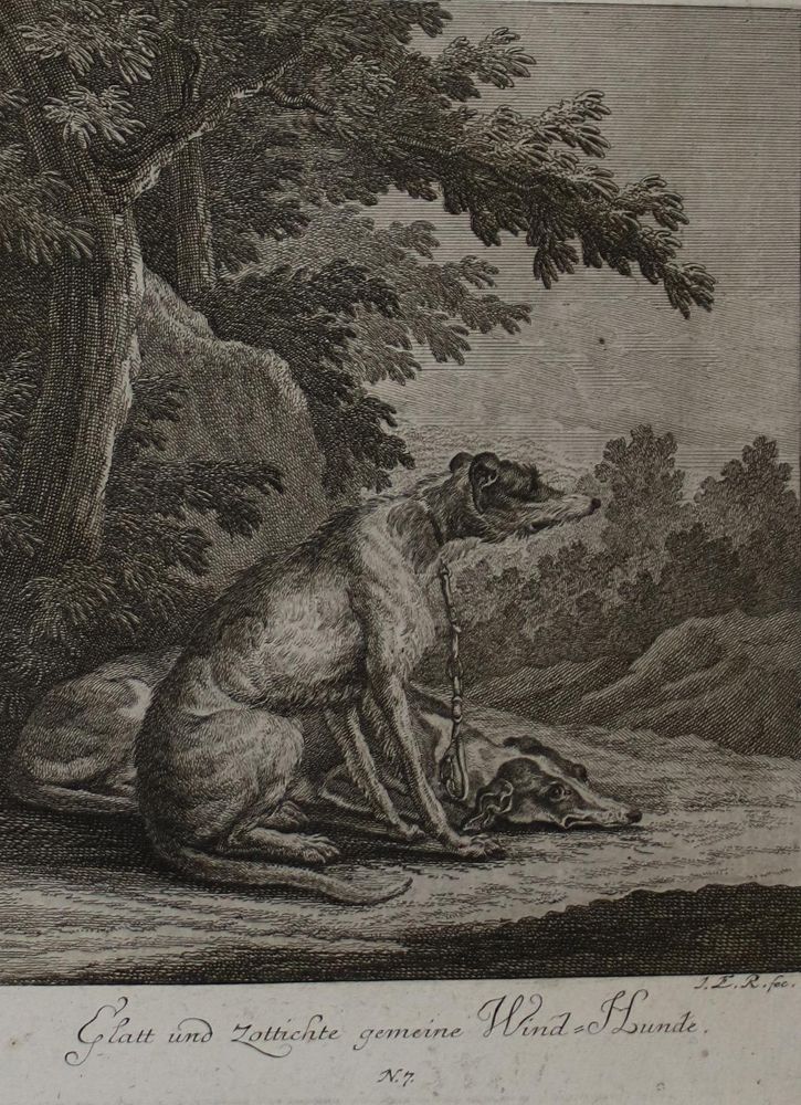 Große Abbildung Nr.2: 142-3210 Ridinger.: (Varia, Zoologie, Hunde)