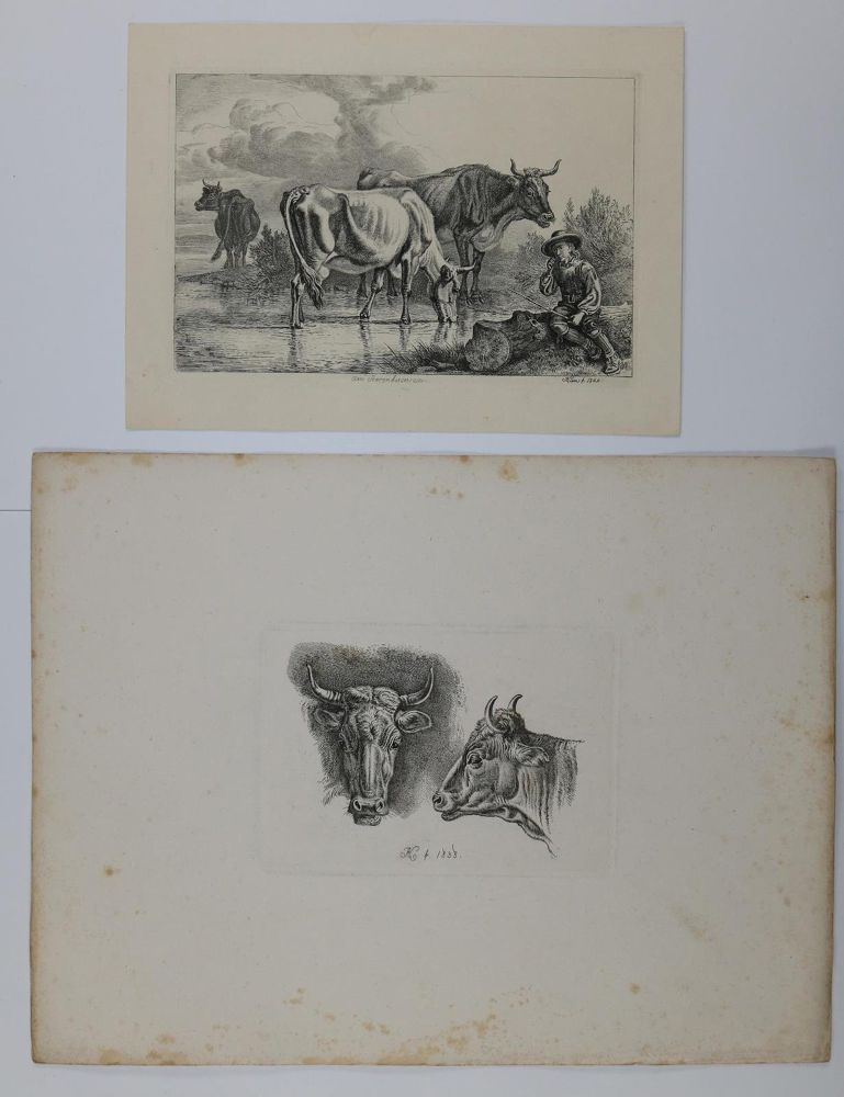 Große Abbildung Nr.4: 142-3212 Kühe.: (Varia, Zoologie)